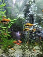 Mooie Platy's te koop, Dieren en Toebehoren, Vis, Zoetwatervis, Schoolvis