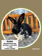 Gecastreerde ram ter adoptie vzw duts, Dieren en Toebehoren, Mannelijk, Groot