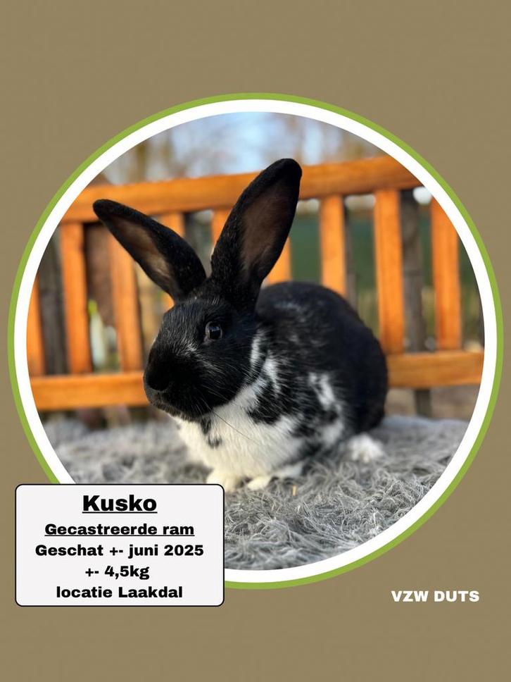 Gecastreerde ram ter adoptie vzw duts, Dieren en Toebehoren, Konijnen, Groot, Mannelijk