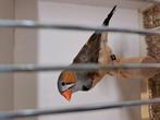 Timor zebravinken, Dieren en Toebehoren, Vogels | Overige Vogels, Geringd