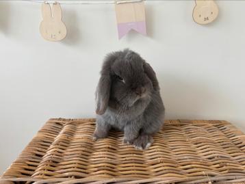 Lieve voedster zoekt knuffelthuis beschikbaar voor biedingen