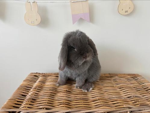 Lieve voedster zoekt knuffelthuis, Dieren en Toebehoren, Konijnen, Dwerg, Vrouwelijk, 0 tot 2 jaar, Hangoor