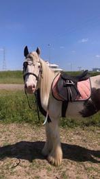 Halve stal gezocht / verzorgpaard aangeboden, Animaux & Accessoires, Chevaux, Débourré, Moins de 160 cm, Hongre, 11 ans ou plus