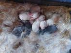 franse hangoren, Dieren en Toebehoren, Konijnen, Meerdere dieren, Groot, Hangoor, 0 tot 2 jaar