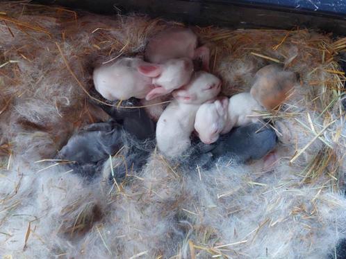 franse hangoren, Dieren en Toebehoren, Konijnen, Groot, Meerdere dieren, 0 tot 2 jaar, Hangoor