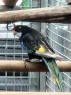 Koppel rosella's 25, Dieren en Toebehoren