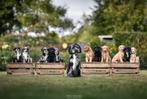Prachtige medium labradoodle pups, Dieren en Toebehoren, België, Particulier, CDV (hondenziekte), Overige rassen