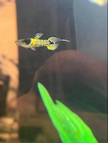Baby guppies, guppen, guppy te koop beschikbaar voor biedingen