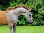 Arabisch volbloed hengstje, Hengst, Niet van toepassing, Gechipt, 0 tot 2 jaar