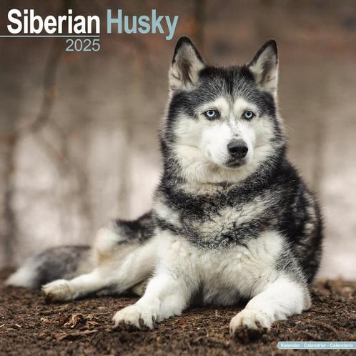 Calendrier Husky Sibérien 2025, Divers, Calendriers, Neuf, Calendrier annuel, Enlèvement ou Envoi