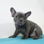 Franse Bulldog pups te koop, CDV (hondenziekte), Meerdere, Meerdere dieren, Buitenland
