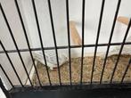 Kweekkoppels agaat opaal wit (kanaries), Dieren en Toebehoren, Vogels | Kanaries