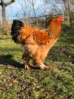 Brahma Buff Zwart Colombia, Dieren en Toebehoren, Pluimvee, Mannelijk, Kip