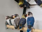 Agapornis