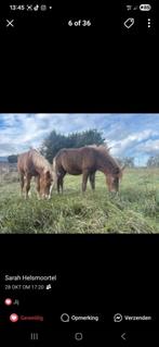 Informatie ik zoek les kan geven gemeente Zarren en handzam, Contacten en Berichten, Man zoekt Vrouw