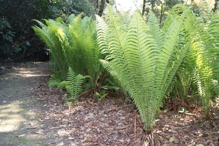 Varens, Tuin en Terras, Planten | Tuinplanten, Bodembedekkers, Halfschaduw, Ophalen