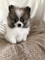 Knappe dwergkees pomeriaan pups met stamboom, België, Particulier, Keeshond, CDV (hondenziekte)