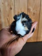 Super knappe borstel cavia's, Dieren en Toebehoren, Knaagdieren, September, Cavia