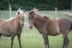 Pony’s, Dieren en Toebehoren, Hengst
