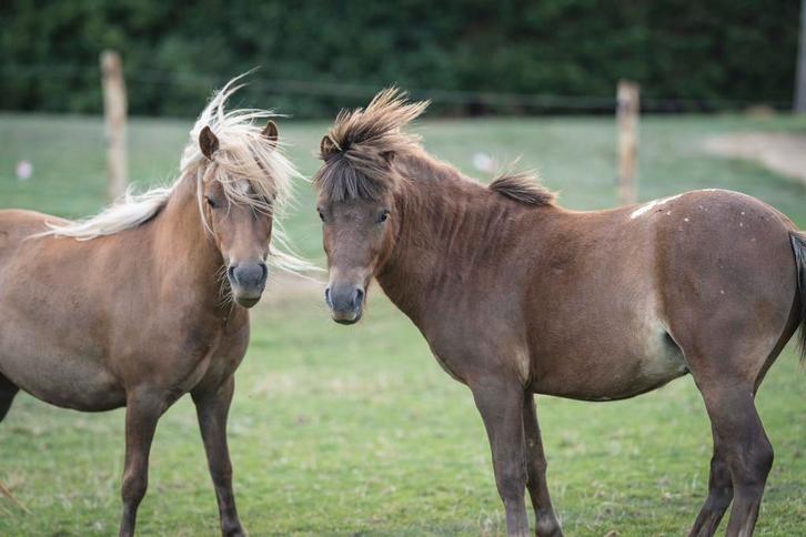 Pony’s, Dieren en Toebehoren, Paarden, Hengst