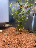 Guppy’s, Dieren en Toebehoren, Vis
