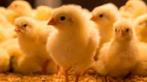 jour : poussins : 7 races, 100 % poules, résultat : 25 juin, Animaux & Accessoires, Volatiles, Poule ou poulet, Femelle