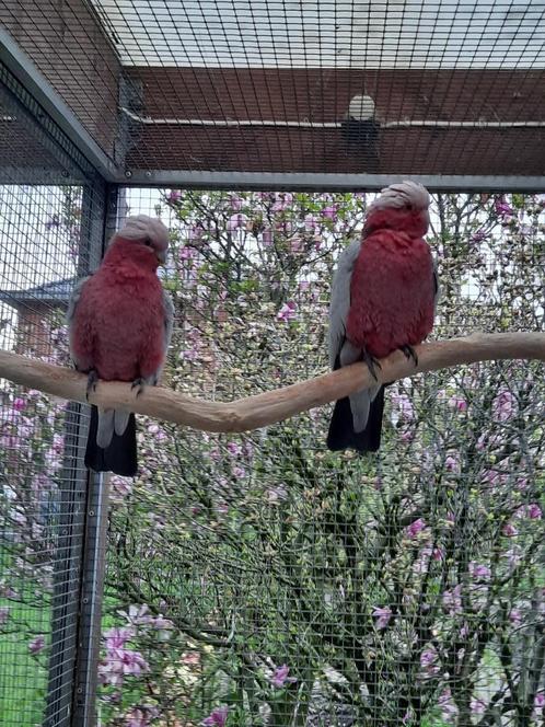 Te koop koppel rose kaketoes, Dieren en Toebehoren, Vogels | Parkieten en Papegaaien, Papegaai, Meerdere dieren, Geringd