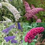 Vlienderstruiken - Buddleja davidii, Ophalen, Vlinderstruik, Struik, Minder dan 100 cm