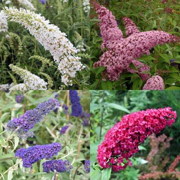 Vlienderstruiken - Buddleja davidii beschikbaar voor biedingen