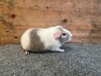 Us teddy zeugje. Zilveragouti sable magpie (NL), Animaux & Accessoires, Rongeurs, Domestique, Septembre, Cobaye, Femelle