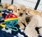Knappe golden retriever pups, Dieren en Toebehoren, Golden retriever, België, CDV (hondenziekte), 8 tot 15 weken