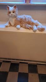 Chat mobile et miaule, Animaux & Accessoires, Enlèvement