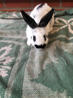 Konijn konijnen grote konijnen, Animaux & Accessoires, Lapins