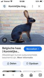 Belgische haas, Dieren en Toebehoren, Konijnen