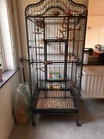 Valkparkiet + vogelkooi, Dieren en Toebehoren, Ophalen, Zo goed als nieuw, Metaal, Vogelkooi