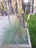 Blauw schapengras/zwenkgras/Festuca glauca elijah blue 1€/st, Tuin en Terras, Ophalen, Volle zon, Vaste plant, Siergrassen