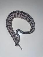 Ball python Axanthic Tsk Leopard pastel ( possible enchi ), Dieren en Toebehoren, Reptielen en Amfibieën, Slang, 0 tot 2 jaar