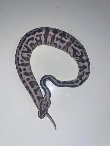 Ball python Axanthic Tsk Leopard pastel ( possible enchi ), Animaux & Accessoires, Reptiles & Amphibiens, Serpent, 0 à 2 ans