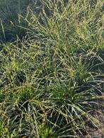 carex; zegge, Tuin en Terras, Ophalen, Vaste plant, Siergrassen, Halfschaduw