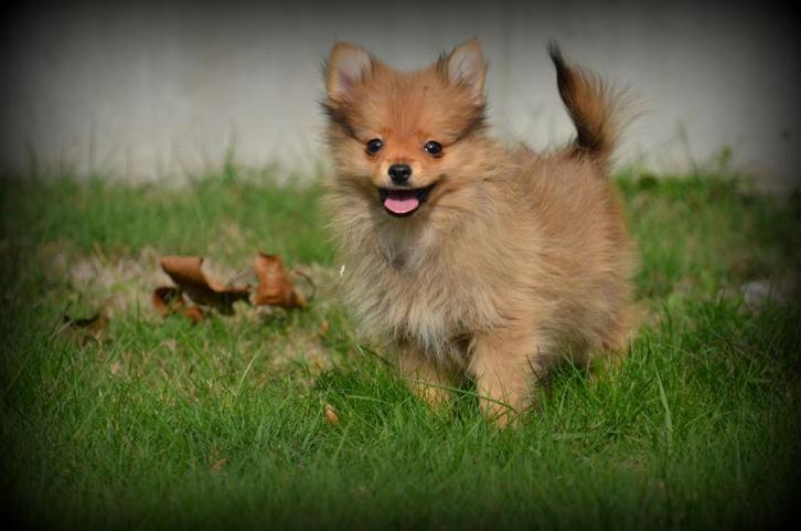 Keeshond pups, Dieren en Toebehoren, Honden | Poolhonden, Keeshonden en Oertypen, Reu, Keeshond, Fokker | Professioneel, Meerdere
