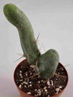 Trichocereus Bridgesii f Monstruose (peniscactus), Maison & Meubles, Plantes d'intérieur, Cactus, Envoi, Moins de 100 cm