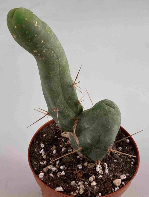 Trichocereus Bridgesii f Monstruose (peniscactus), Huis en Inrichting, Kamerplanten, Cactus, Minder dan 100 cm, Verzenden