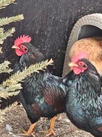 Barnevelder s'est cogné des queues.