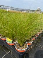 Stipa ‘Pony Tails’ P10,5cm, Tuin en Terras, Planten | Tuinplanten, Ophalen, Vaste plant, Siergrassen