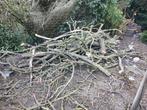 Brandhout, Tuin en Terras, Brandhout, Minder dan 3 m³, Ophalen of Verzenden, Overige houtsoorten, Takken