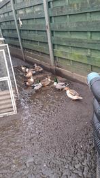 Hollandse kwakers, Dieren en Toebehoren, Meerdere dieren, Eend