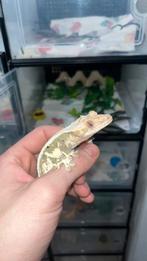 Lilly White Crested Gecko