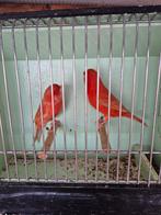 Rood Isabel kanaries, Dieren en Toebehoren, Mannelijk, Kleurkanarie