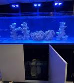 Aquarium eau de mer red sea 525xl, Enlèvement