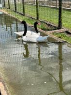 Zwarthalszwanen, Vrouwelijk, Gans of Zwaan